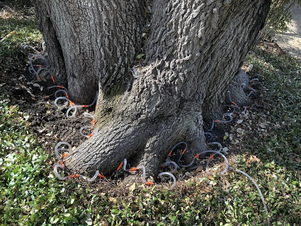 Detailed Shrub and Hedge Trimming job site in San Antonio